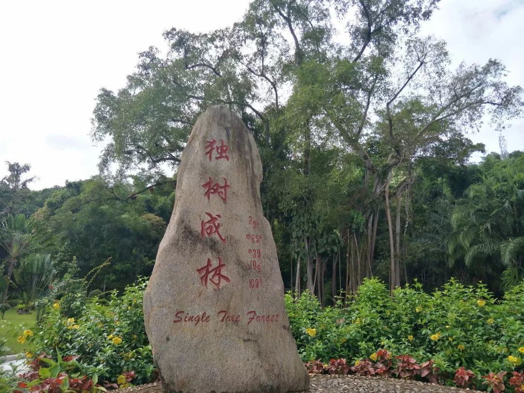 獨(dú)樹成林：一場(chǎng)穿越傣族文化的深度沉浸之旅